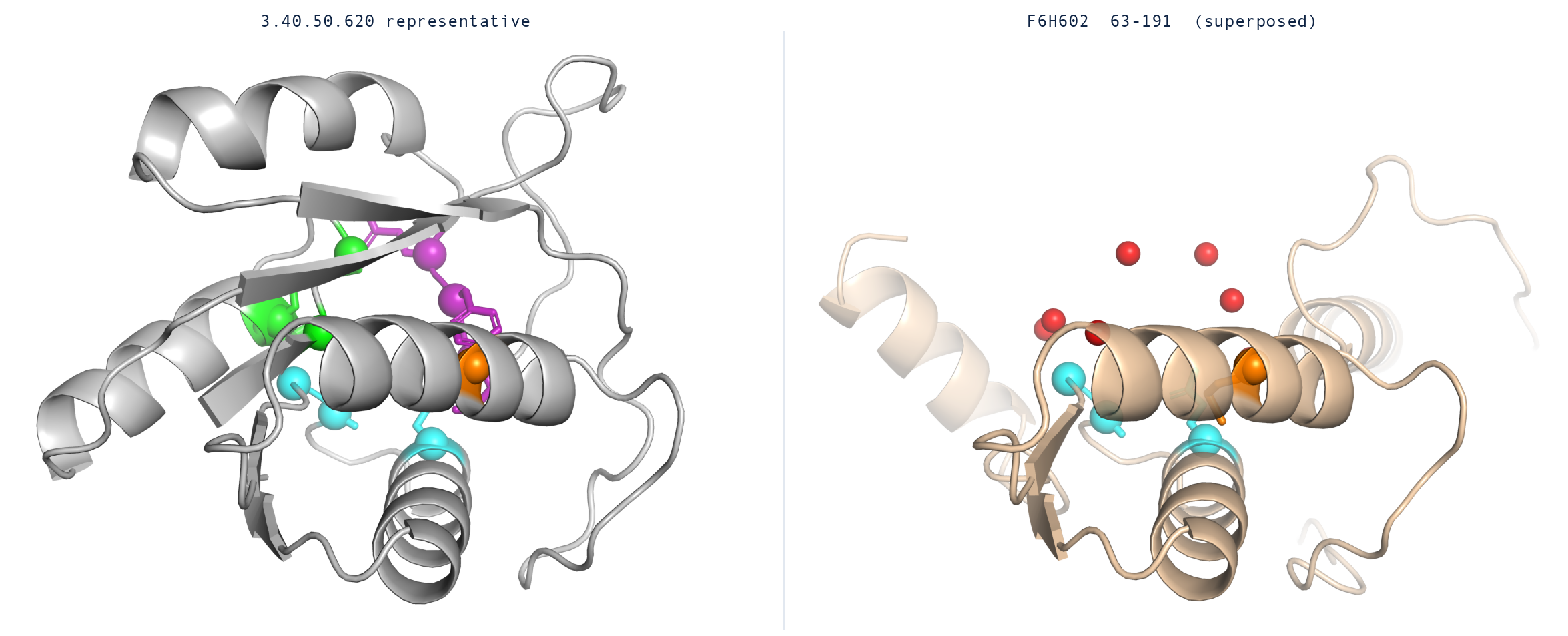 Cartoon superposition — the 3.40.50.620 representative carries all 11 DPH6 active-site residues; F6H602 63-191 keeps only the C-terminal hairpin and core, the P-loop and substrate pocket are absent